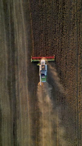 Combine harvester is harvesting wheat in a field, creating a trail of dust. Vertical video.