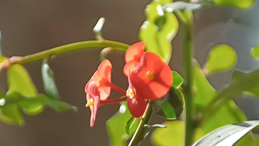 Euphorbia milii, Several bright red flowers with bright yellow centers are blooming on green stalks. The dark green leaves provide a contrasting backdrop to the striking color of the flowers