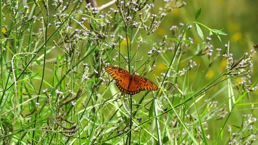 A beautiful orange and black Gulf Fritillary butterfly feeding in a wildflower meadow