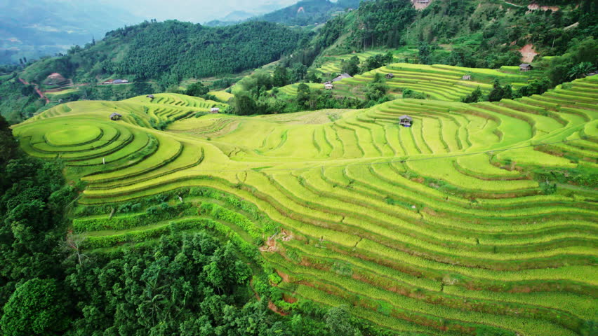 Aerial view of beautiful lush rice field terraces with barn on hill during harvest in highland at Ha Giang, Hoang Su Phi, Vietnam