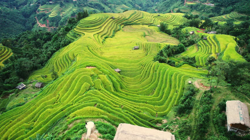 Aerial view of beautiful lush rice field terraces with barn on hill during harvest in highland at Ha Giang, Hoang Su Phi, Vietnam