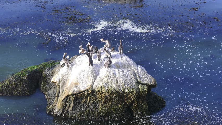 Pismo Beach, CA, USA: Seabird Rock Dinosaur Caves Park, crashing waves, pelicans, seagulls and cormorants flying and nesting. Pacific Ocean Chumash Heritage National Marine Sanctuary. 
