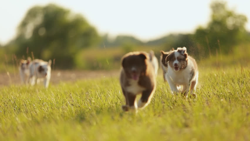 Many chocolate-colored and merle-colored border collie puppies run to in camera across the grass in the rays of the setting sun. Slow motion puppy dog play