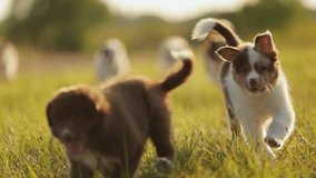 Many chocolate-colored and merle-colored border collie puppies run to in camera across the grass in the rays of the setting sun. Slow motion puppy dog play - Powered by Shutterstock - Get 15% off with code: PIKWIZARD15