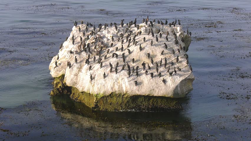 Pismo Beach, CA, USA: Seabird Rock Dinosaur Caves Park, crashing waves, pelicans, seagulls and cormorants flying and nesting. Pacific Ocean Chumash Heritage National Marine Sanctuary. 
