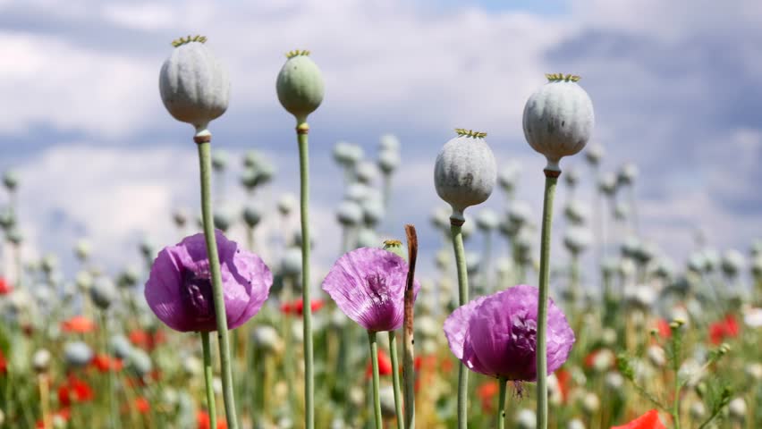 Papaver or poppy seed heads and flowers on a field