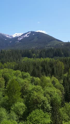 Canadian nature scene with a dense lush green forest with a snow capped mountain peak in the background. British Columbia, Canada.