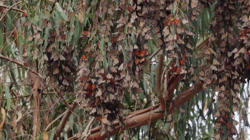 Thousands of Monarch butterflies gather on an Eucalyptus tree