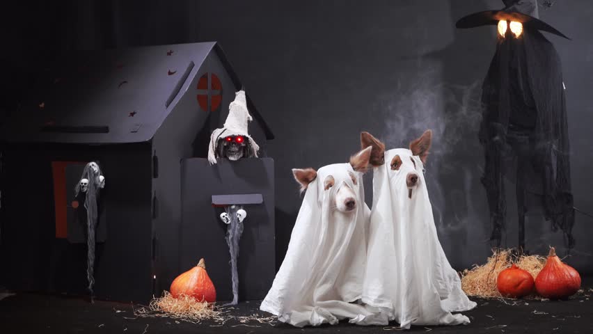 Two Border Collies dressed as ghosts stand beside a haunted house with pumpkins and Halloween decorations. The scene has a spooky yet playful vibe.
