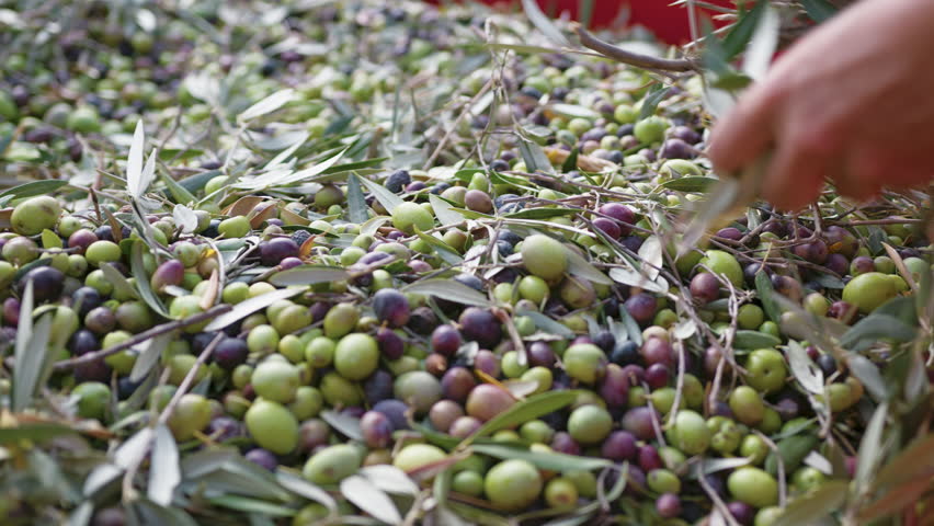 Leaf removal after olive harvest in Calabria region