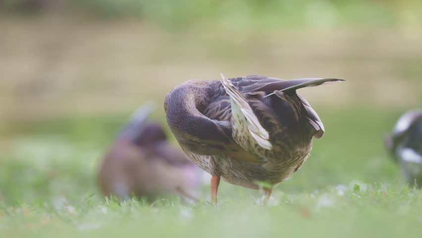 duck pond bird or teal bird animal walk and scratch feather after swim on green grass near lake and water pond in nature wildlife in Canada
