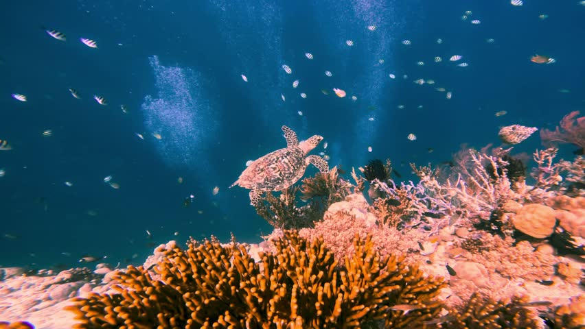 Turtle and Tropical Fishes of Coral Reef Swimming Together in Blue Water of Deep Ocean. Awesome View of Sea Bottom and Many Plants Growing on Rock. Underwater Nature and Healthy Life of Marine Animals