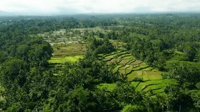 Green Nature of Rice Fields and Summer Landscape of Indonesia. Beauty of Terraced Wilderness and Lush Landmark of Bali Island. High Camera View Down on Amazing Outdoors Irrigation and Surface of Farm - Powered by Shutterstock - Get 15% off with code: PIKWIZARD15