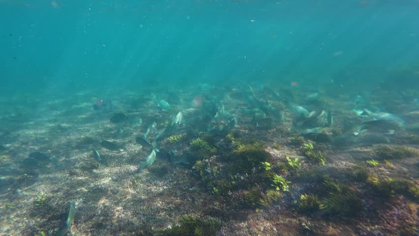School of fish swimming on clear blue ocean.