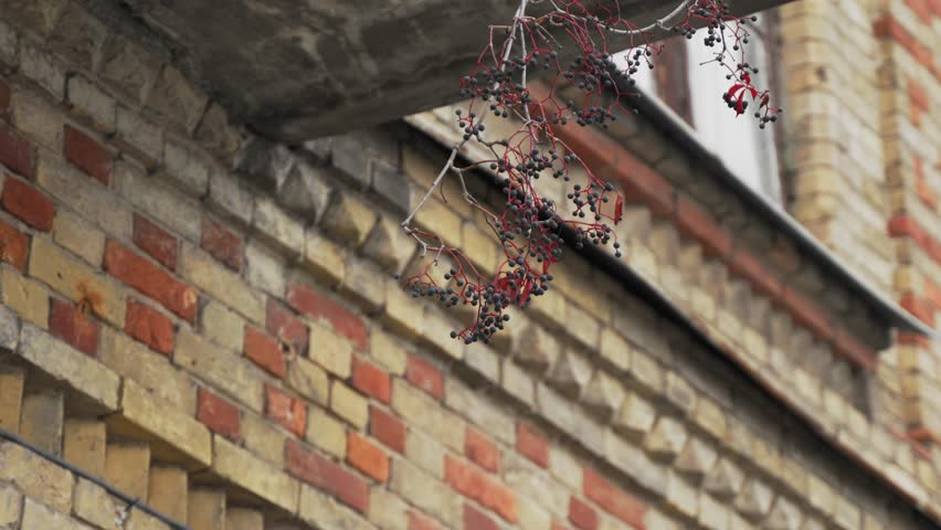 A bunch of wild grapes hangs from the balcony of an old brick building on a cloudy autumn day. Climbing plant on the brick wall of a historic house.