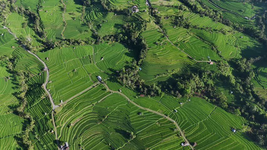 Drone post of view at Wonderful green landscape with rice fields. High quality 4k footage