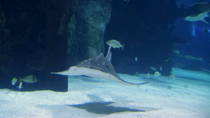 shark ray swimming tropical aquarium stingray Stock Footage Video (100% ...