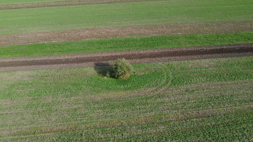 A single tree in the middle of the field