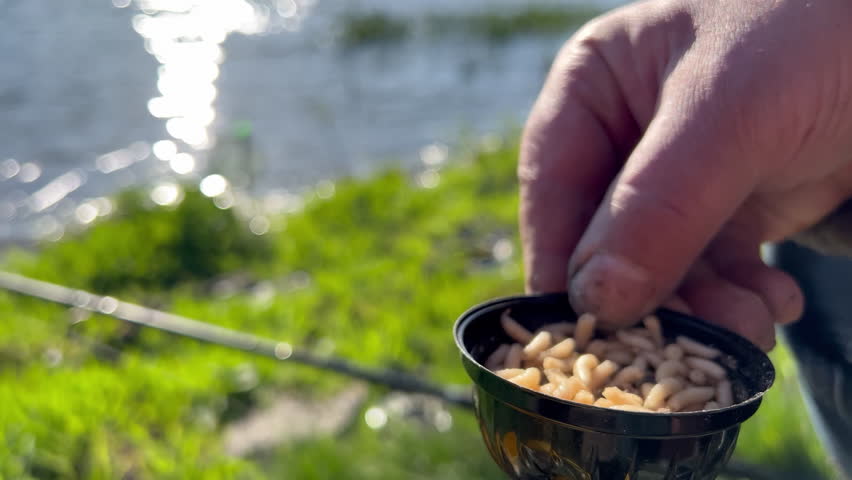 White maggots, fishing worm move in plastic cup near fisherman