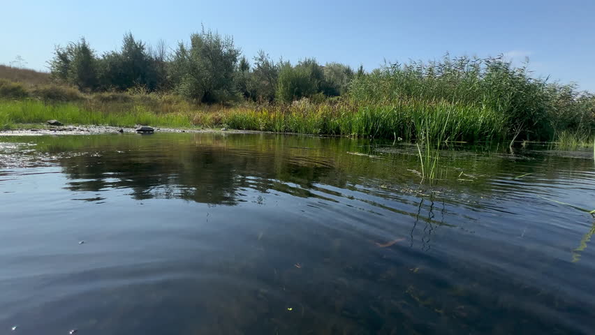 Slowly diving under water of fast mountain river, muddy water becomes clear and river fish appear among algae. Underwater world in wild