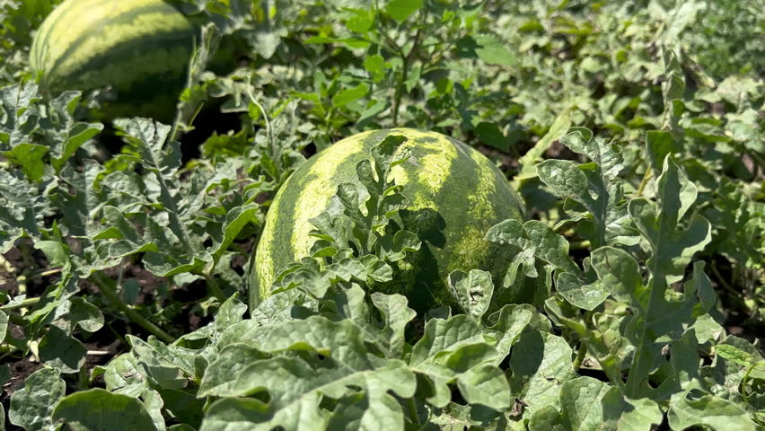 Movement around striped watermelon lying on ground on an agricultural green field