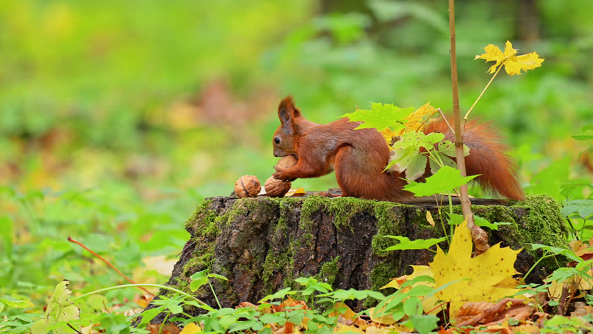 Eurasian red squirrel sitting on a stump and eats a nut, 4k slowmotion video.