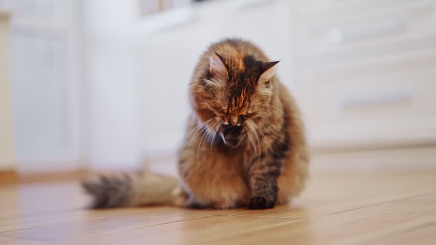 The kitty is sitting and meowing in the kitchen. 4k footage.