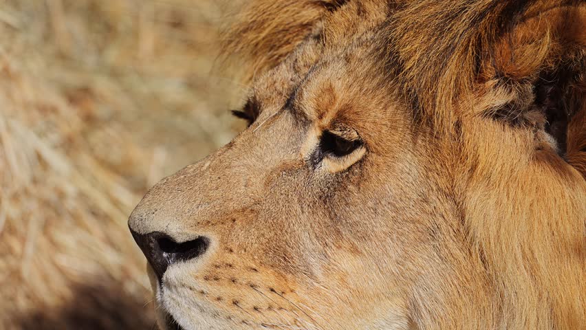 Portrait of a lion. 4K footage. Slow motion video