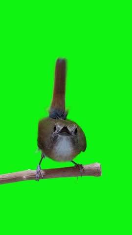 beautiful bird song on perch
