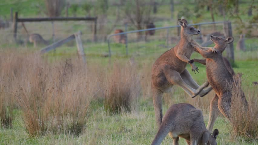 Eastern grey kangaroos fighting in a field 
