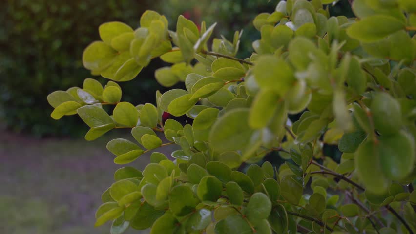 Trees and branches swaying in the wind as the rain falls of Lignum vitae. Green leave wet drop of water. Background of green trees and grass.