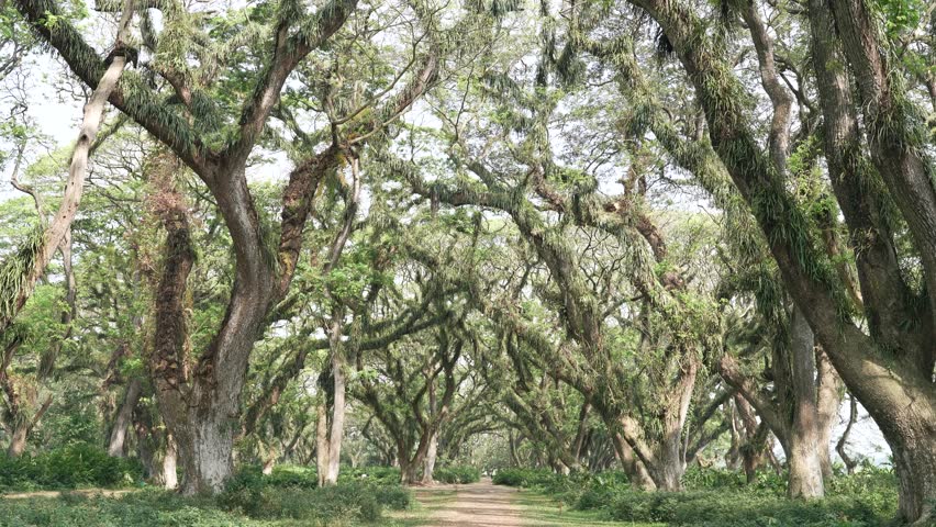 Thick rainforest with vibrant green leaves and towering trees, creating a peaceful nature backdrop