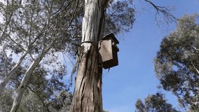 Bird nesting wooden box being attached on the tree in Australia bushland. - Powered by Shutterstock - Get 15% off with code: PIKWIZARD15