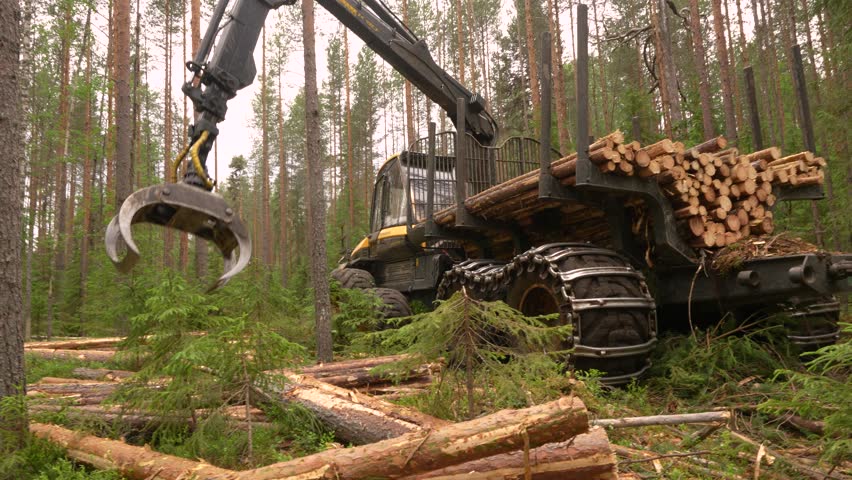A forwarder loader loads and transports felled logs in a forest. Deforestation