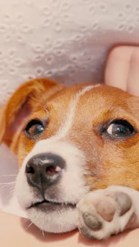 dog breeding canine, walking on leash, dog walk experience, pet owner lifestyle, playful dog companion, puppy eyes happiness, canine love walk, fun dog walks, canine obedience training, responsible