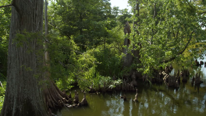 Bald cypress trees grow in Reel Foot Lake, Tennessee, US.