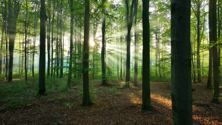 Beautiful sunny morning in the green forest 