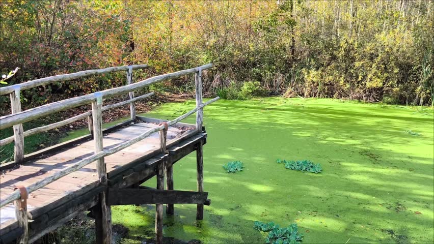 a wooden bridge over which it is impossible to continue the journey through the forest swamp. A beautiful landscape - a forest swamp and a wooden bridge in the forest. Summer, autumn