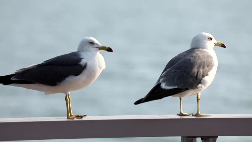 Seagull in Incheon, South Korea