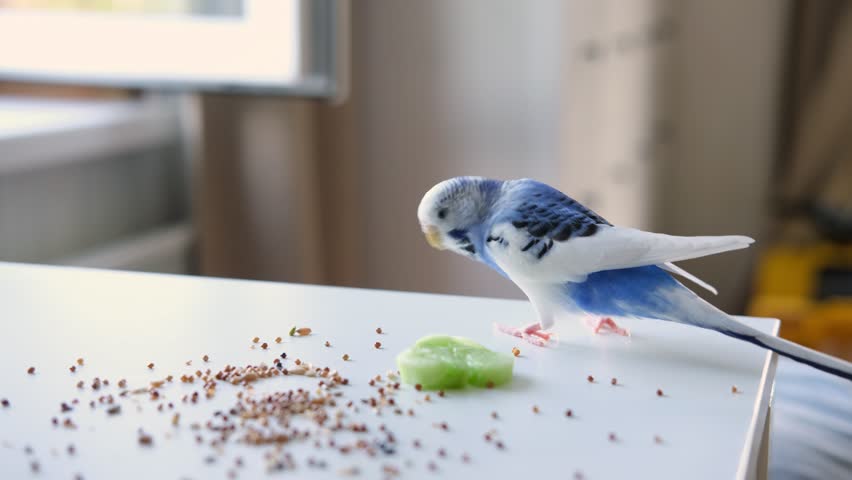 Colorful Budgerigar Feeding Playfully. Vibrant White Blue Budgie Bird is Perched Near a Bunch of Scattered Seeds. Bright Cozy Indoor Setting. Close-up. Funny Pet Parrot. Domestic Animal Parakeet