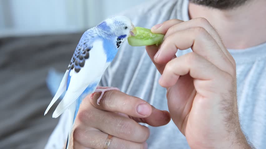 Man Gently Feeding a Colorful Budgerigar with Fresh Green Cucumber Piece, Greens. A person is Healthy nurturing a pet budgerigar, beautifully showcasing affection through dedicated pet care.