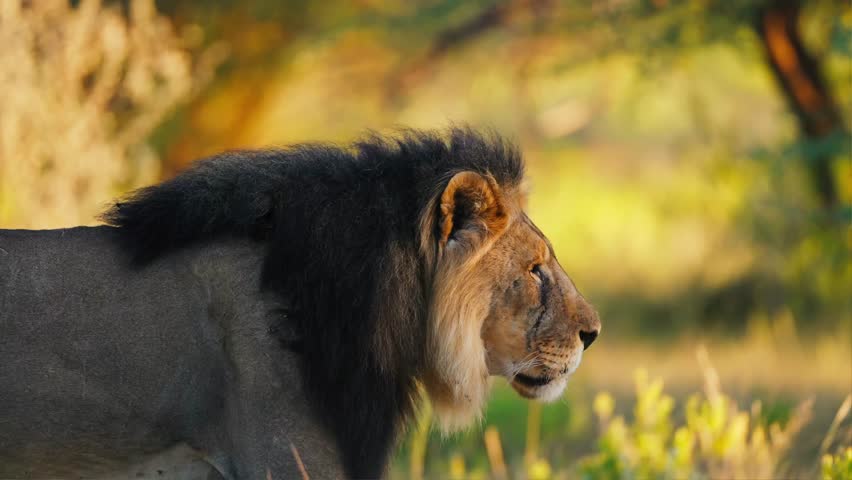 Lions Family in the Wild Natural Habitat Savannah