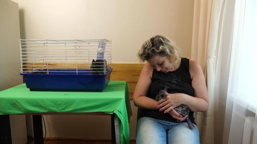 People care for and play with chinchillas.