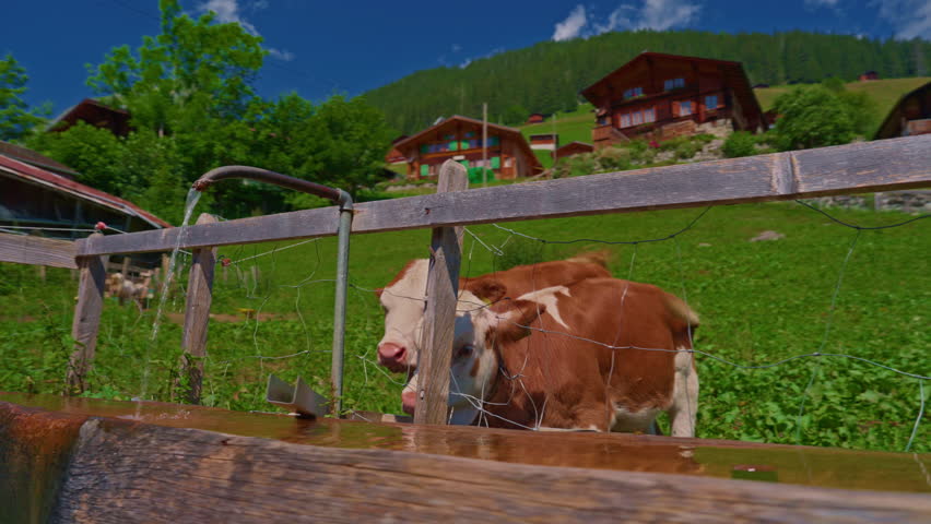 Brown cow grazes on pasture in mountain valley against backdrop of mountains and traditional Swiss village in the highlands near drinking water