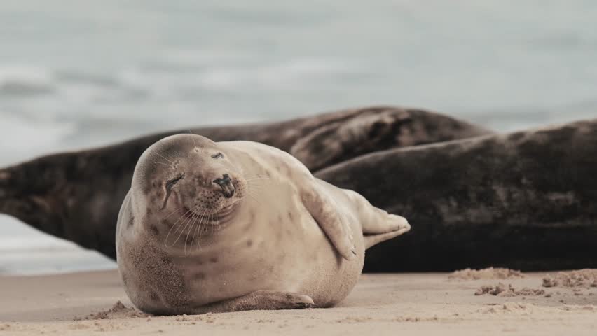 Grey seal pup on a beach, cute seals video