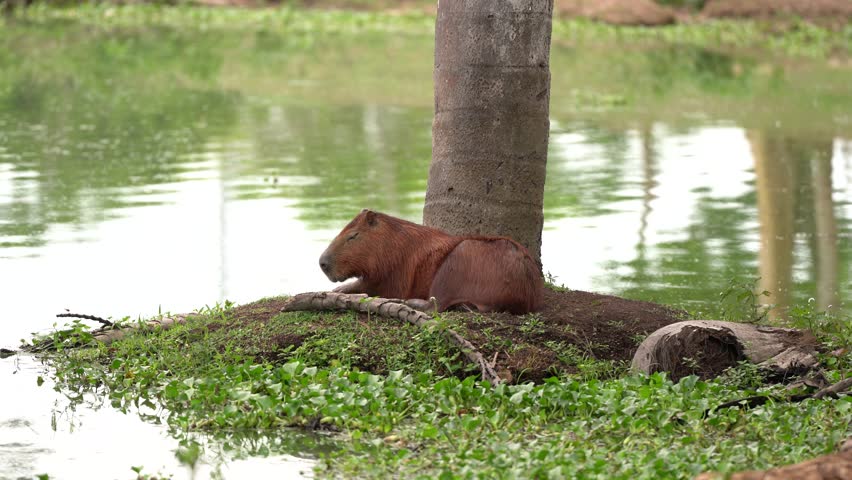 Capybara free in the wild