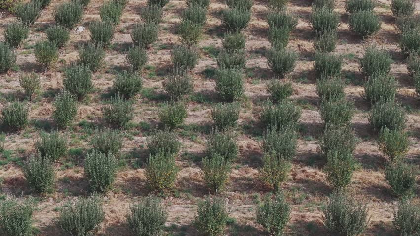 The orchard. Uzbekistan autumn 2024 drone. High quality 4k footage