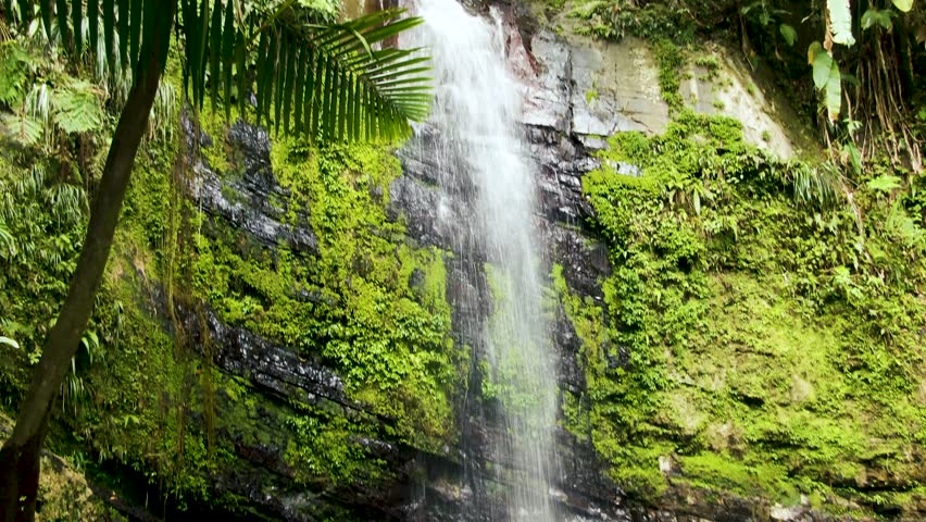 A low-flow waterfall in a lush jungle with ferns, moss and sierra palms, Parque el Yunque, Puerto Rico