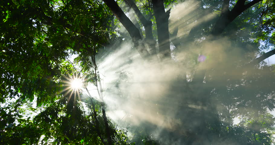 DCI 4K 4096x2160p. Nature video landscape nature tree in forest Sun rays emerging through the green tree branches. White fog forest with warm sunbeams  tree. Slider dolly high quality shot
