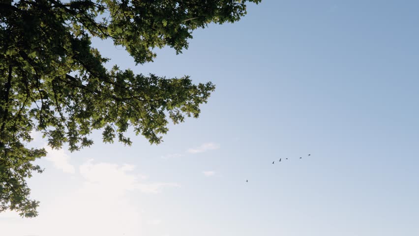 Flock Of Geese Flying Against The Bright Sky In Summer. - low angle shot